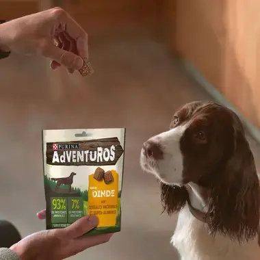 Hond kijkt naar Purina® AdVENTuROS™ hondensnack met kalkoen