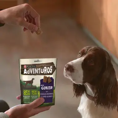 Chien regarde au snack AdVENTuROS™ riche en Gibier