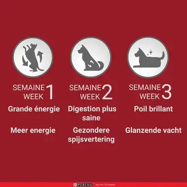 PURINA ONE® Mini/Small <10kg Adult Sans Céréales - Croquettes riches en poulet et riz