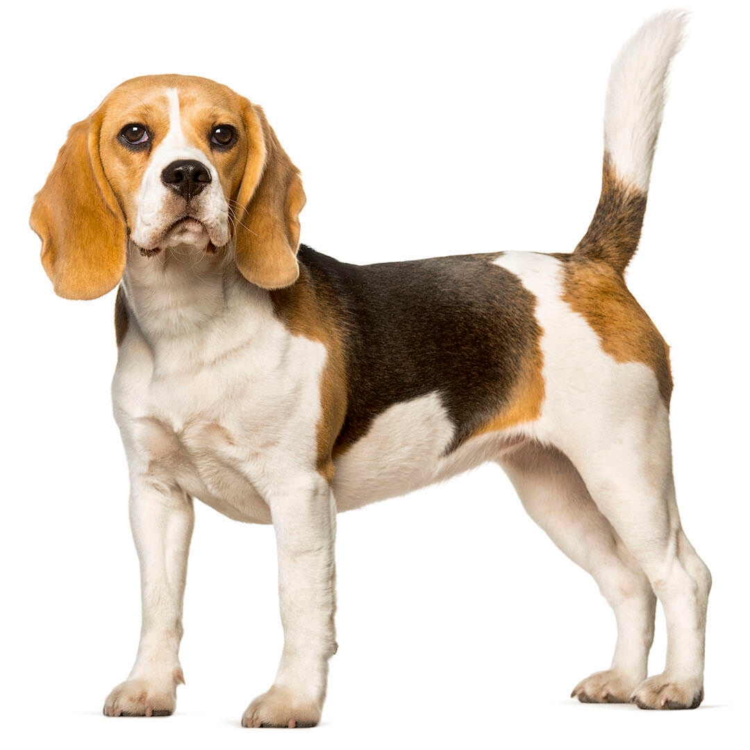 Beagle chien race information Purina