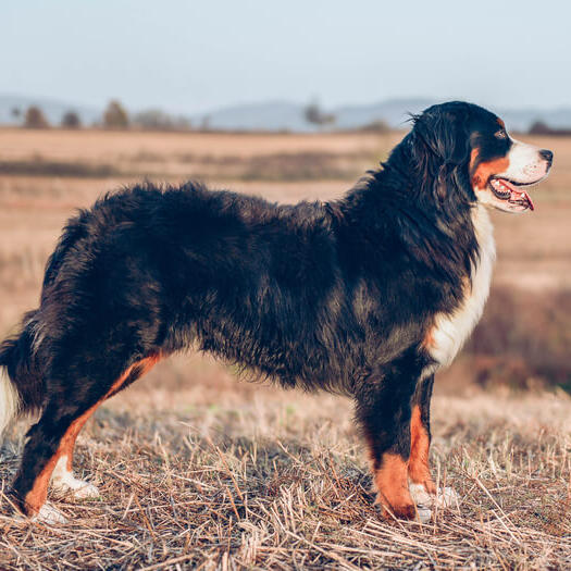 Le Bouvier Bernois : tout savoir sur cette race de chien fascinante