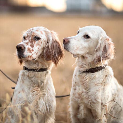 Setter anglais chien race information Purina