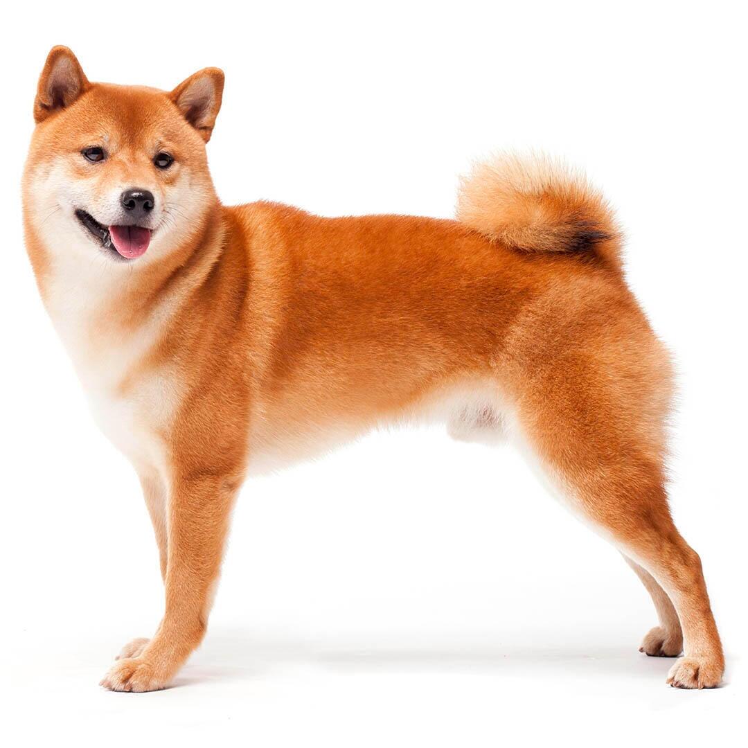 Shiba Inu chien race information Purina