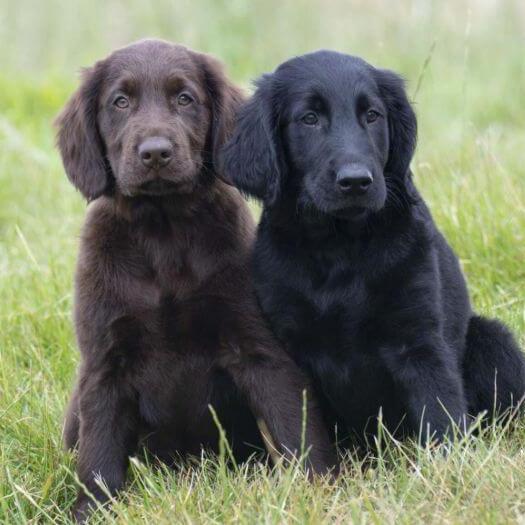 Flat Coated Retriever chien race information Purina