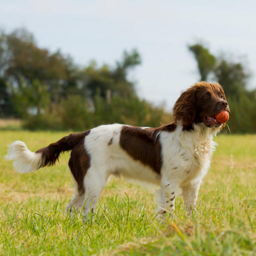 Springer Spaniel chien race information Purina