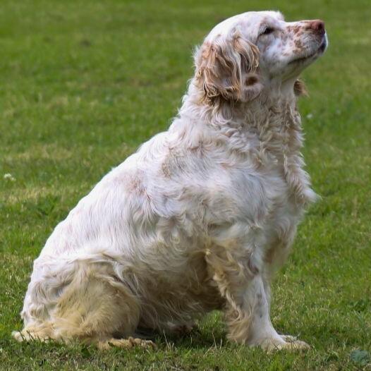 Chien clumber hot sale spaniel