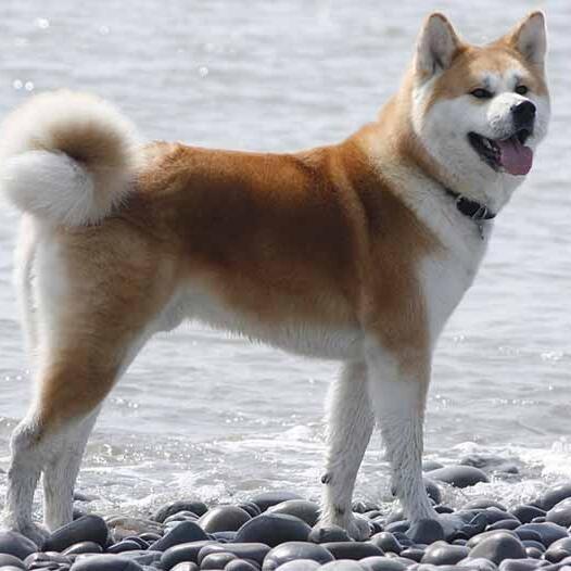 Akita Inu chien race information Purina