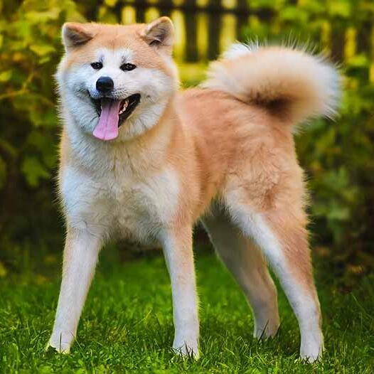 Akita Inu chien race information Purina