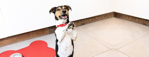 Petit chien debout sur les pattes arrière avec les pattes vers le haut