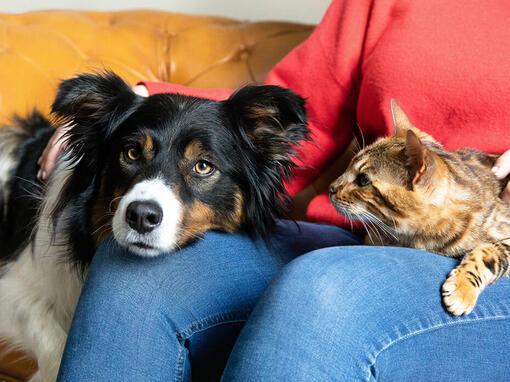 Chien et chat sur les genoux des propriétaires