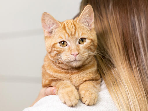 Rosse kat op de schouder van de eigenaar