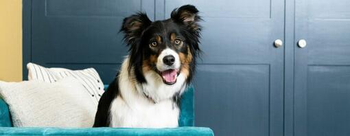 Blije hond op de bank