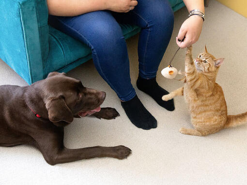 Honden en katten spelen