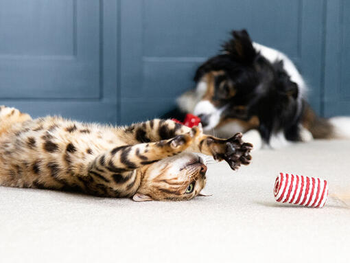 Honden en katten spelen