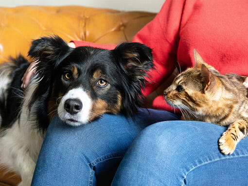 Chien et chat assis sur les genoux du propriétaire