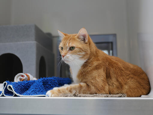 Chat roux chez les vétérinaires