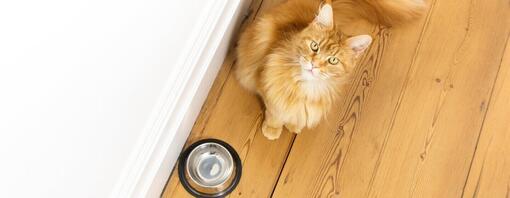 Chat au gingembre assis à côté d'un bol de nourriture vide.