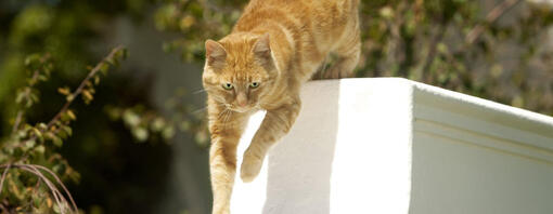 Chat gingembre sautant de la porte à l'extérieur