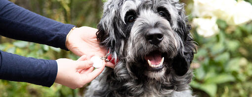 Persoon kijkt naar de halsband rond de nek van een hond