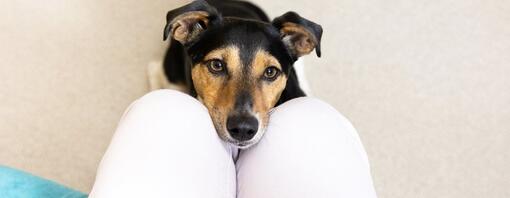 Jack Russell Terriër met hoofd in schoot van de eigenaar