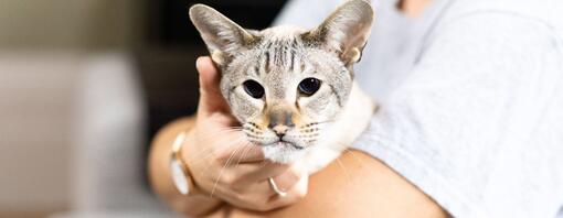 Lichte harige kat met donkere ogen in de armen van de eigenaar.