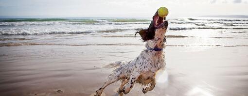 Spaniël vangt een tennisbal op het strand