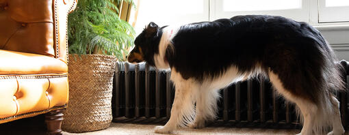 Plante renifleur de chien dans le salon