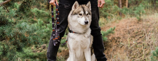 Chien debout avec le propriétaire dans les bois