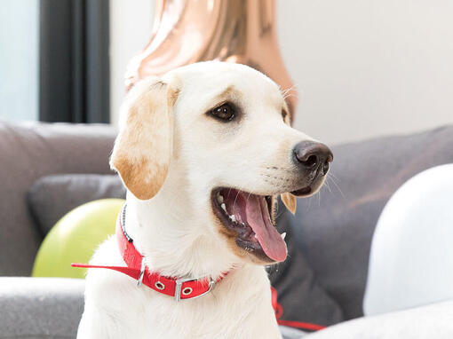 Labrador haletant