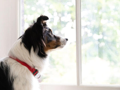 Border Collie looking out of a window