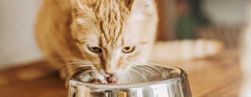 Gember kat eten uit kom