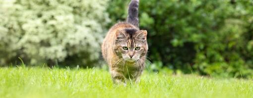 Chat rôdant dans l'herbe