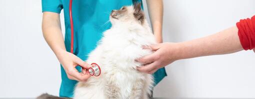 Chat pelucheux est contrôlé par un vétérinaire