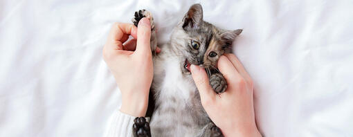 Petit chaton gris mordant le pouce du propriétaire