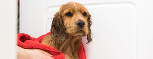 Chiot mouillé séché avec une serviette rouge