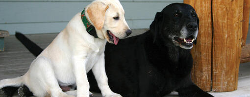 Jeune chiot à côté d'un chien plus âgé