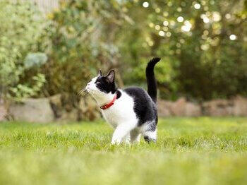 Chat noir et blanc jouant dans l'herbe