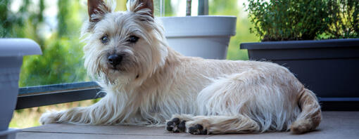 chien repos tête rocher