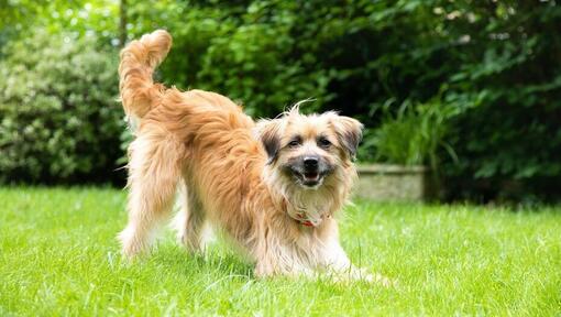 chien accroupi avec la queue en l’air