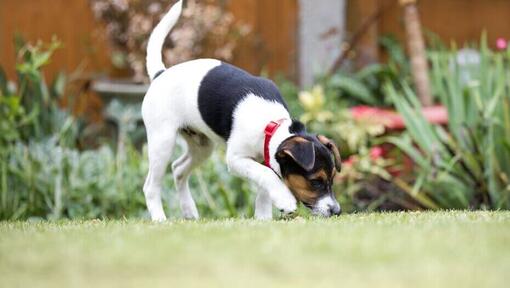 chiot reniflant de l’herbe