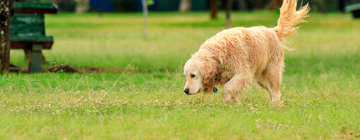 chien reniflant dans l’herbe en remuant la queue