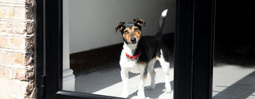 Jack Russell Terrier avec collier rouge regardant par la fenêtre.