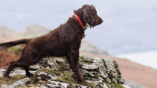 Hond kijkt uit over rotsachtig landschap