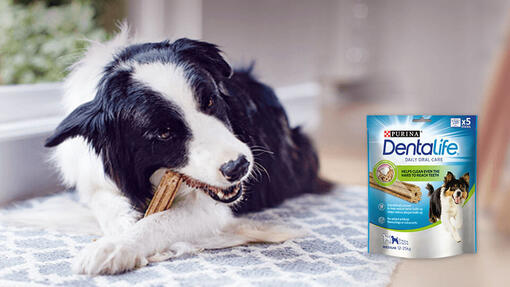 Dentalife® Friandise bucco-dentaire à mâcher pour chien  Purina®