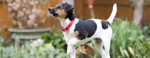 gelukkig puppy buiten op het gras