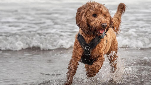 cockapoo jouant sur la plage