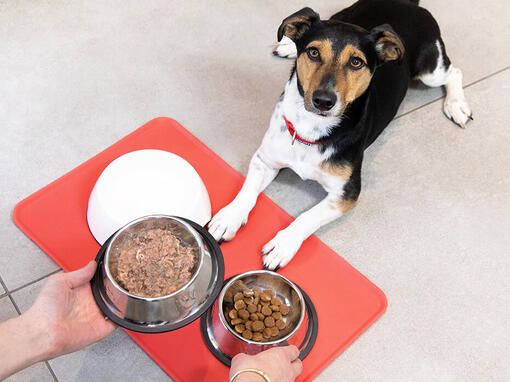 Hond die op de loer ligt voor voedsel dat in een kom wordt gegeven