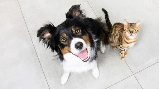 Chien et chat regardant vers le haut