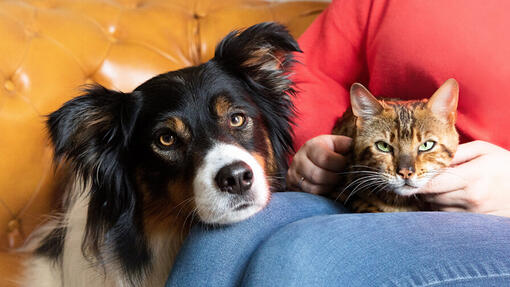 Hond en kat op schoot van de eigenaar