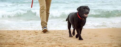 Chien noir se promenant sur la plage